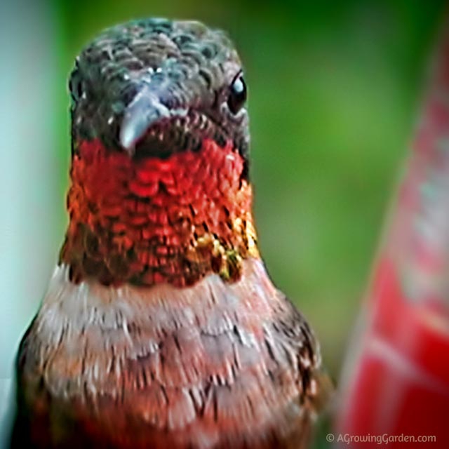 When Do Hummingbirds Arrive in Spring? When Do Hummingbirds Arrive in Spring?