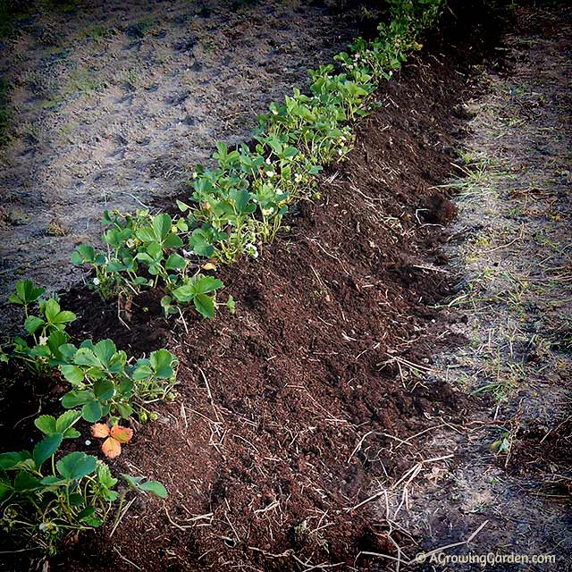 Planting Everbearing Strawberries