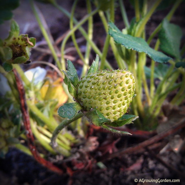 Strawberry Plants Strawberry Plants