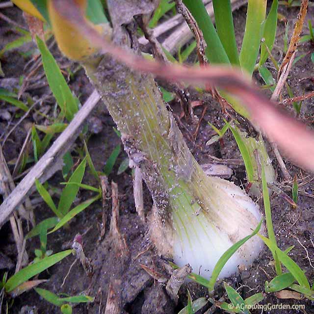 Vidalia Onion Vidalia Onion