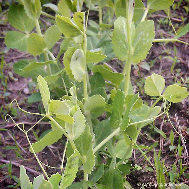 Peas Peas
