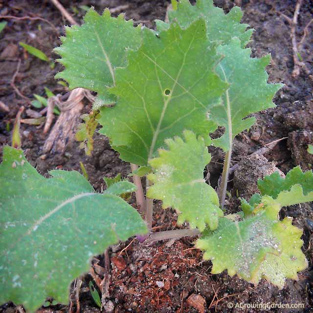 Kale Seedling Kale Seedling