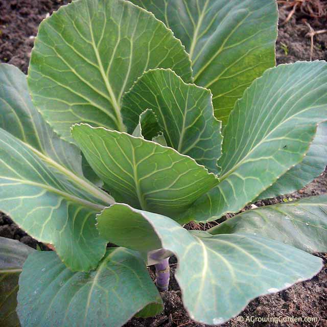 Cabbage Seedling Cabbage Seedling
