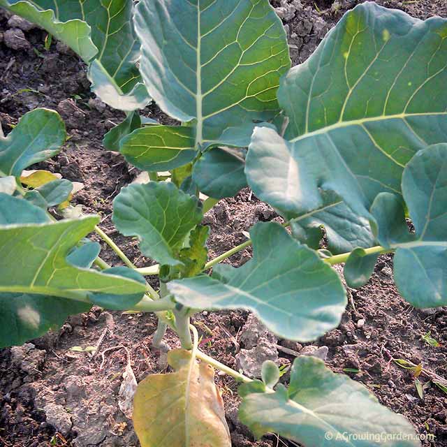 Broccoli Seedling Broccoli Seedling
