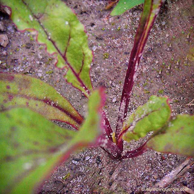 Beets Beets