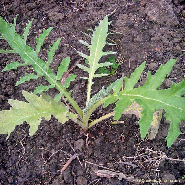 Green Globe Artichoke Seedling Green Globe Artichoke Seedling