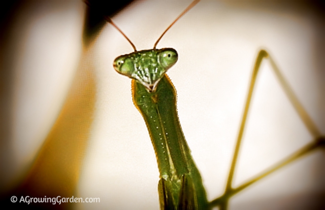 Don't they look like crazy little aliens?