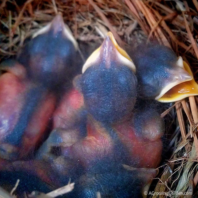 Bluebird Babies - Day 4