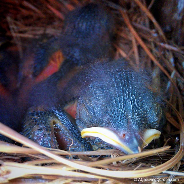 Bluebird Babies - Day 7