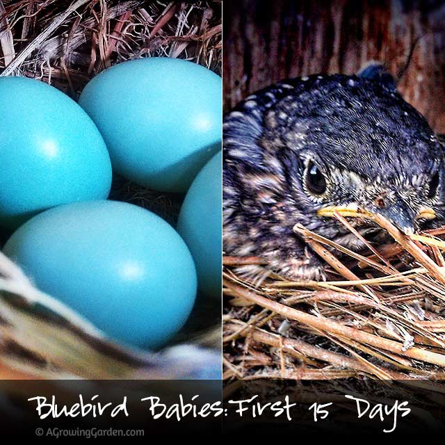 Baby Bluebirds - First 15 Days in Pictures