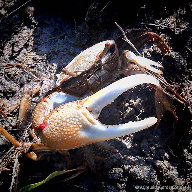 Red Jointed Fiddler Crab