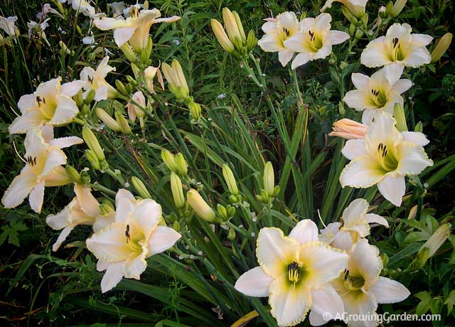 August Frost Daylilies