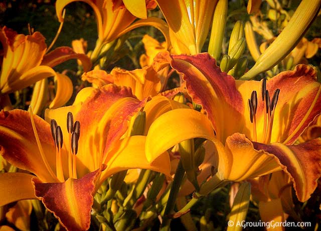 How to grow daylilies - Frans Hals
