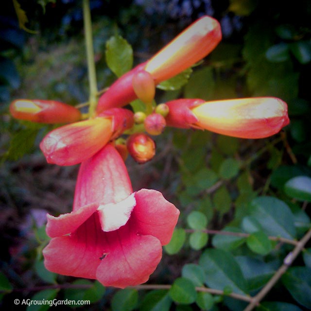 Hummingbird Vine Flower Buds