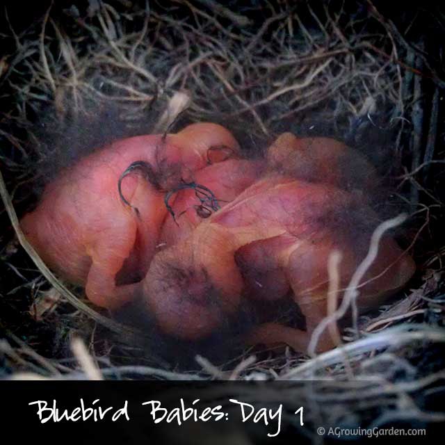 Bluebird Babies - 1 Day Old