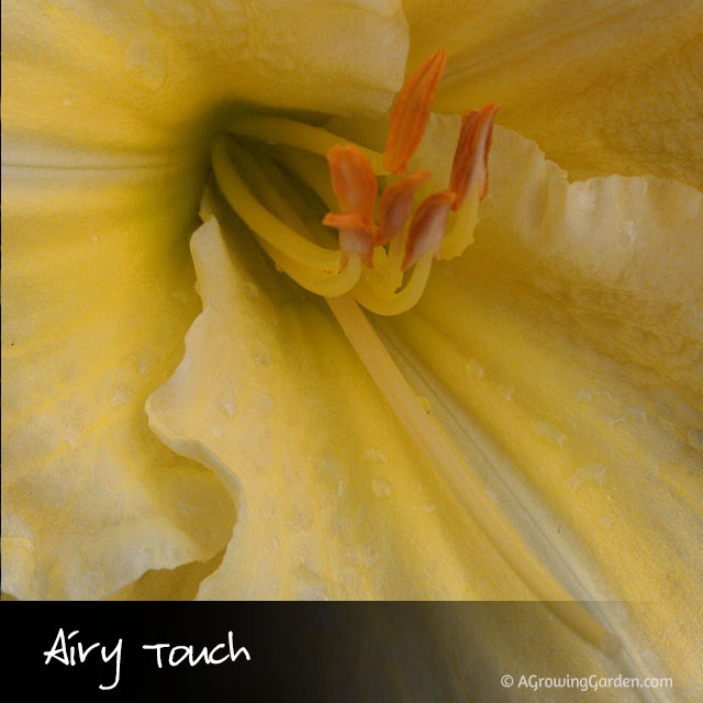 Daylily - Airy Touch