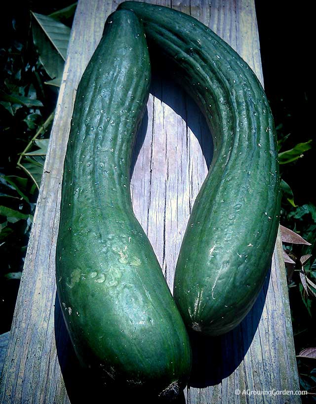 Growing English Cucumbers