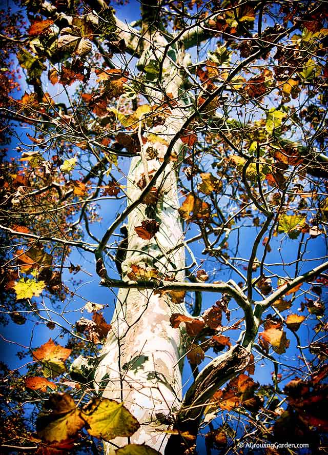 Sycamore Tree in Fall