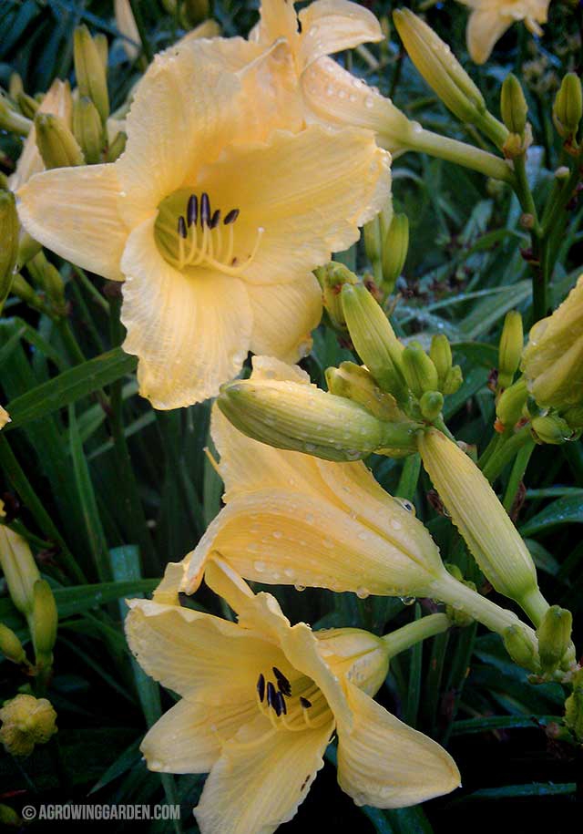 Growing Hyperion Daylilies