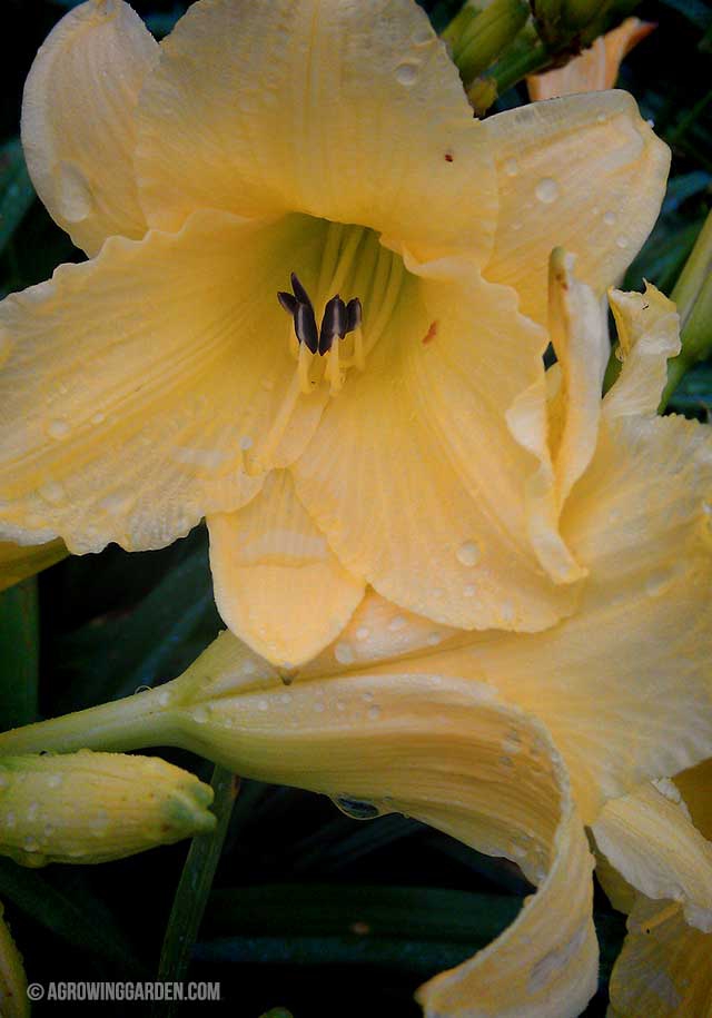 How to Grow Hyperion Daylilies