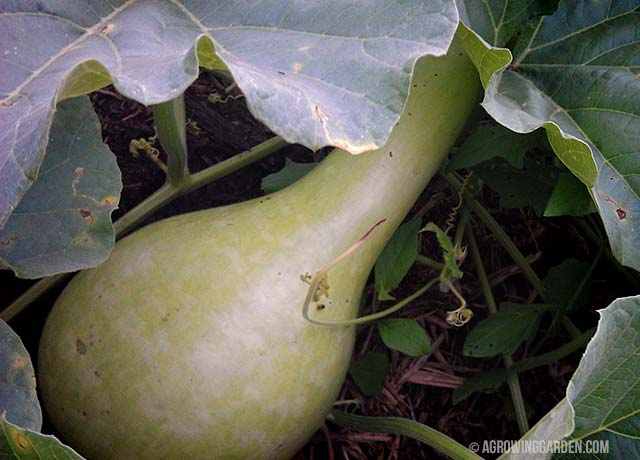 Growing Giant African Bottle Gourds