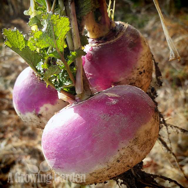Turnips Harvested in Winter