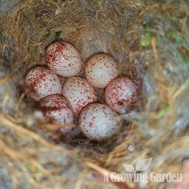 Mystery Eggs in Bluebird Box Carolina Chickadee?