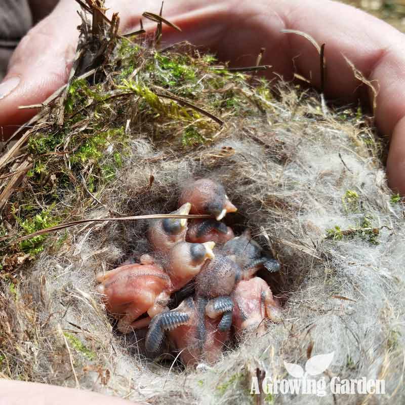Carolina Chickadee Nest