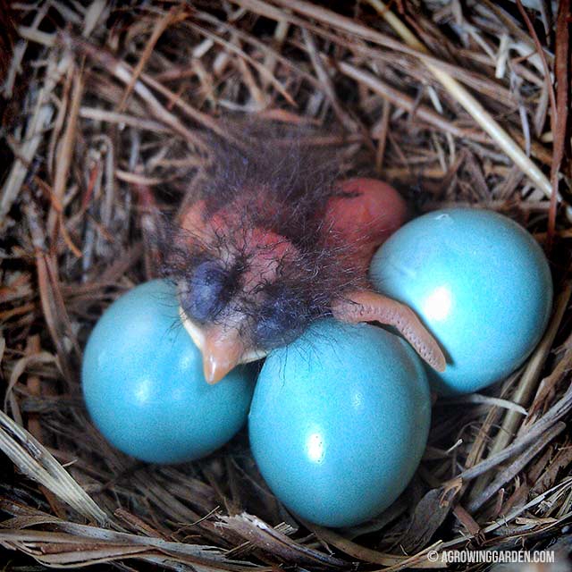 bluebirds are hatching today bluebirds are hatching today