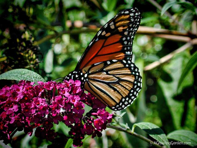 Planting to Attract Butterflies to Your Garden and Yard