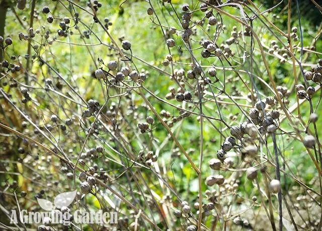 Coriander Seeds in the Garden