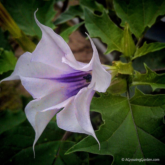 Wild Angels Trumpet Flower