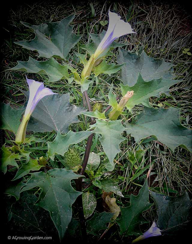 Brugmansia vs Datura