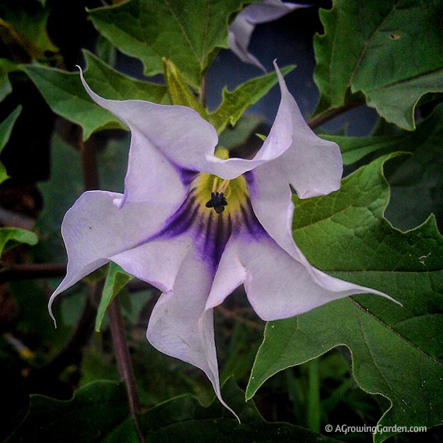 Angel's Trumpet vs Devil's Trumpet Flower