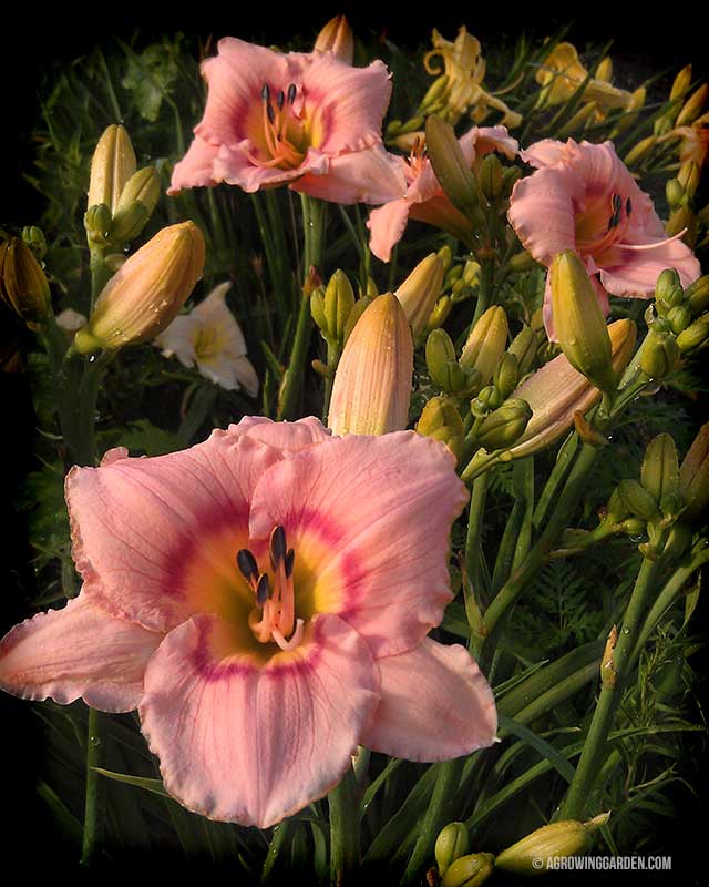 Pink Daylilies - Siloam French Doll Hemerocallis