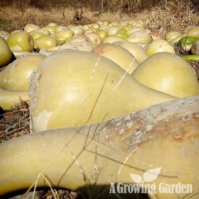 Giant African Gourd Harvest