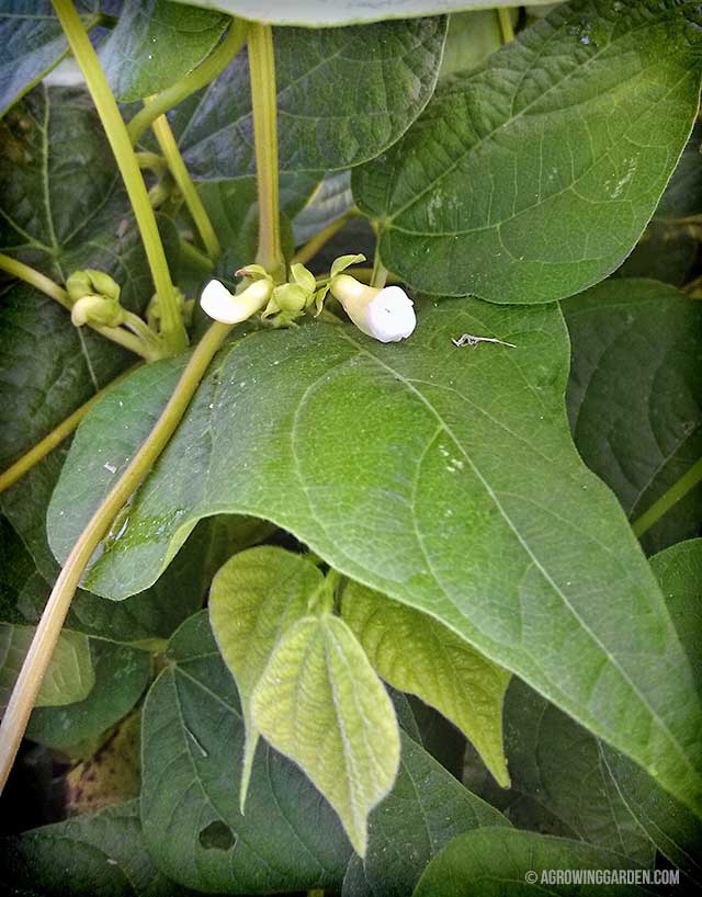 Kentucky Wonder Bean Flower