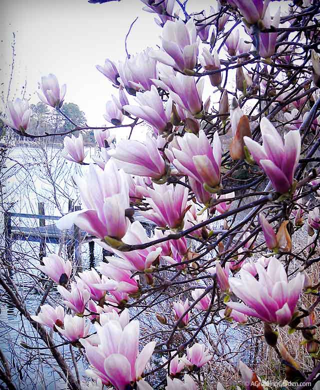Japanese Magnolia Tree in Spring
