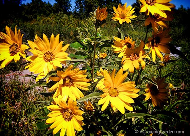 Growing Maximillian Sunflowers