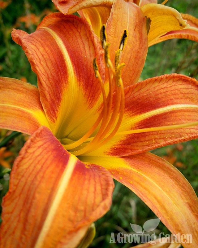 Old Fashioned Daylilies (Hemerocallis Fulva)
