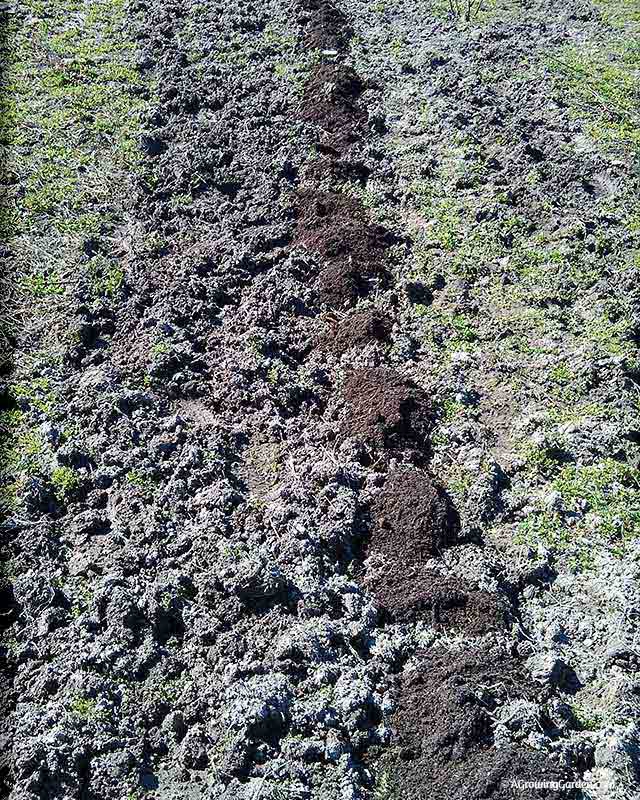 How to Plant Potatoes