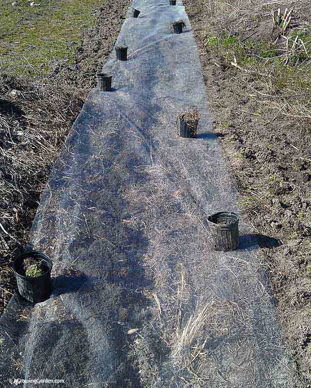 Covering Planted Potatoes with Netting