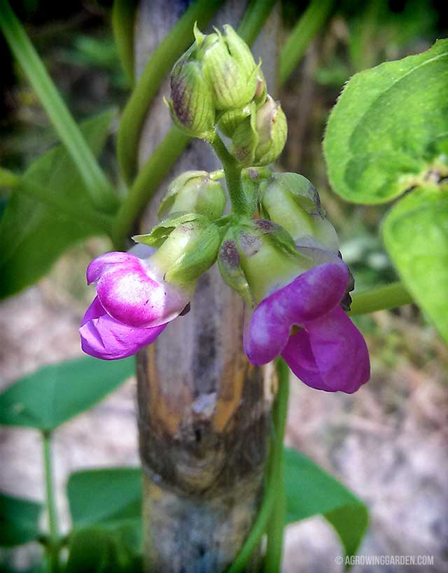 Rattlesnake Bean Flower