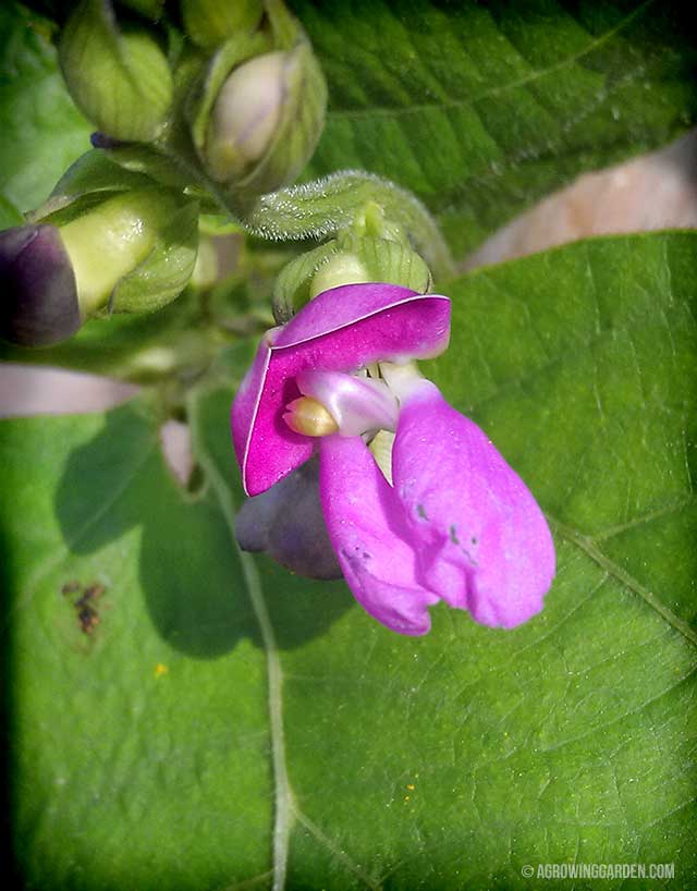 Rattlesnake Bean Flowers