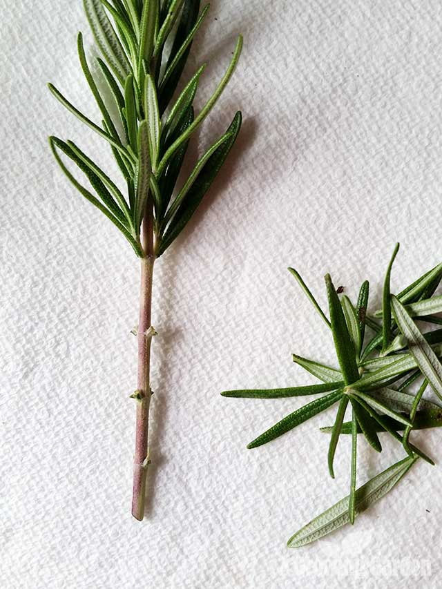 Propagating Rosemary from Cuttings