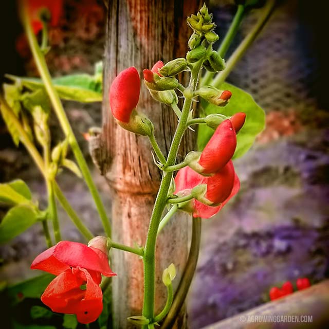 Scarlett Runner Bean Flowers