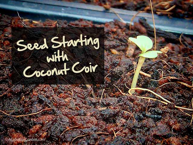 Seed Starting with Coconut Fiber