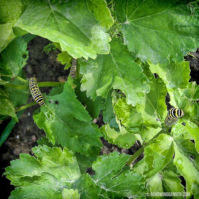 Caterpillars Eating Parsnip Plants