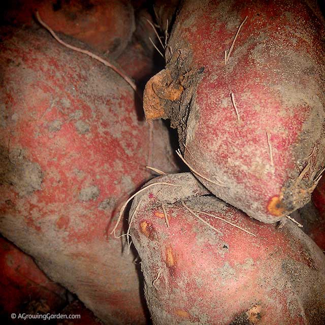 Curing and Storing Sweet Potatoes