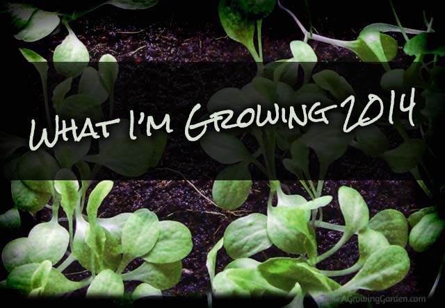 What I'm Growing in My 2014 Veggie Garden!